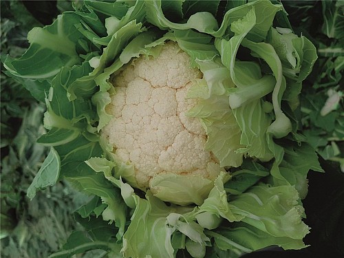 STANDARD - Daydream F1 Cauliflower Seeds Standard - 2500 seeds