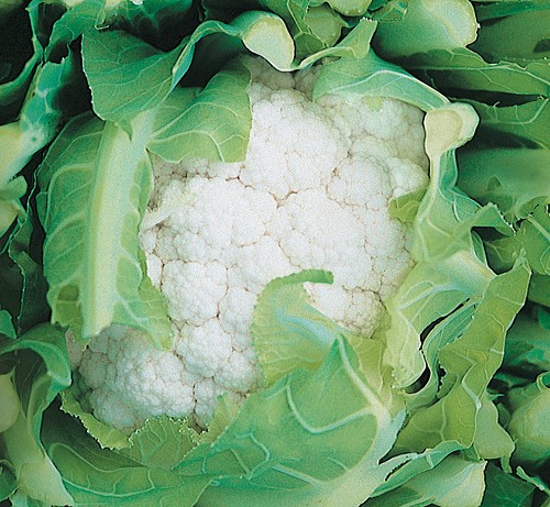 STANDARD - Cendis F1 Cauliflower Seeds Standard - 2500 seeds