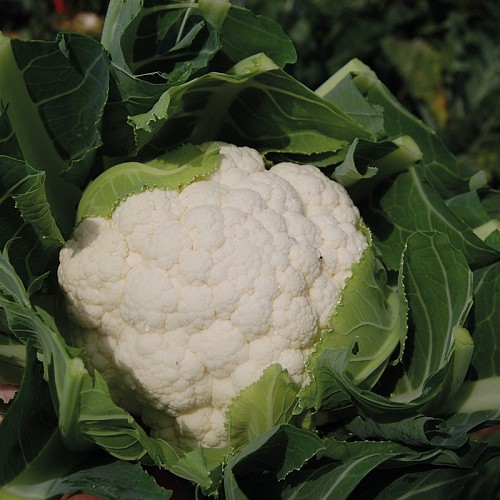 STANDARD - Barcelona F1 Cauliflower Seeds Standard - 1000 seeds