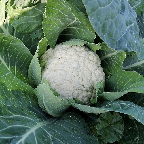 STANDARD - Bianca F1 Cauliflower Seeds Standard - 1000 seeds