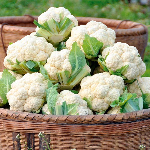 STANDARD - Brigantin Cauliflower Seeds Standard - 2500 seeds