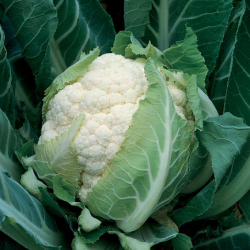 STANDARD - Bruce Cauliflower Seeds Standard - 2500 seeds