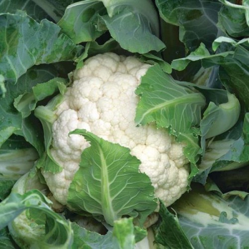 STANDARD - Casper Cauliflower Seeds Standard - 2500 seeds