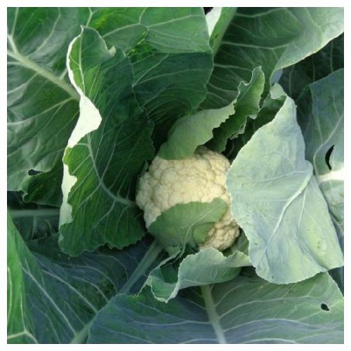 STANDARD - Celeritas Cauliflower Seeds Standard - 2500 seeds
