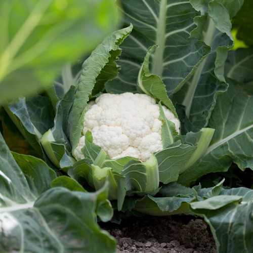 STANDARD - Chambord Cauliflower Seeds Standard - 2500 seeds