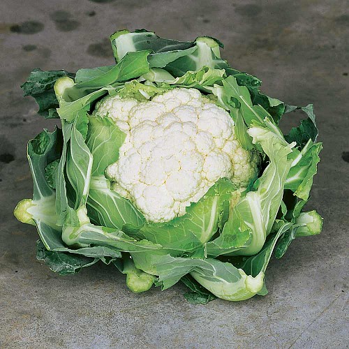 STANDARD - Clapton Cauliflower Seeds Standard - 2500 seeds