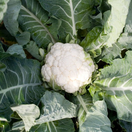STANDARD - Dexter Cauliflower Seeds Standard - 2500 seeds