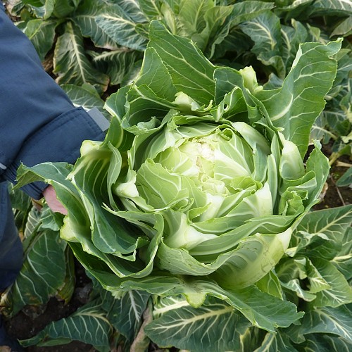 STANDARD - Dionis F1 Cauliflower Seeds Standard