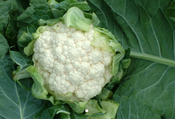 Locris F1 Cauliflower Seeds Standard