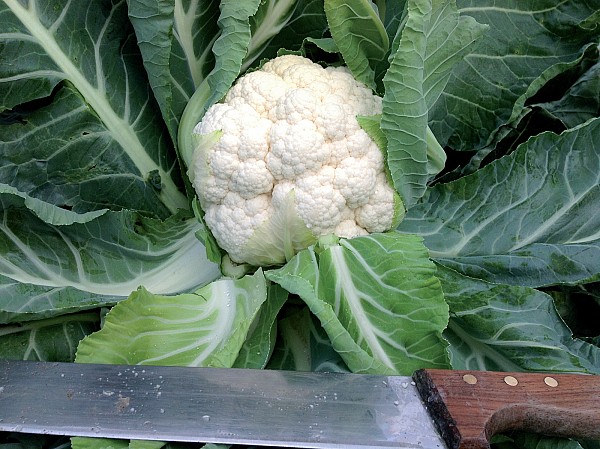 Trident F1 Cauliflower Seeds Standard
