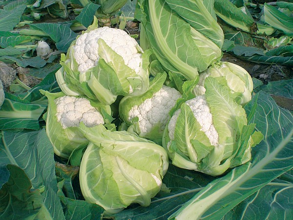 Naruto Cauliflower Seeds Standard