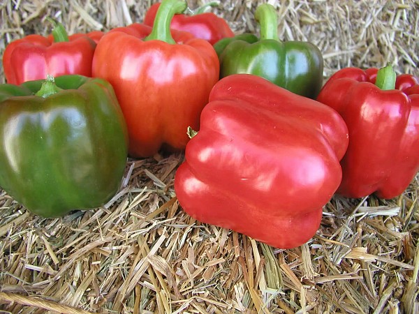 Red Knight Pepper Seeds Blocky Green Red