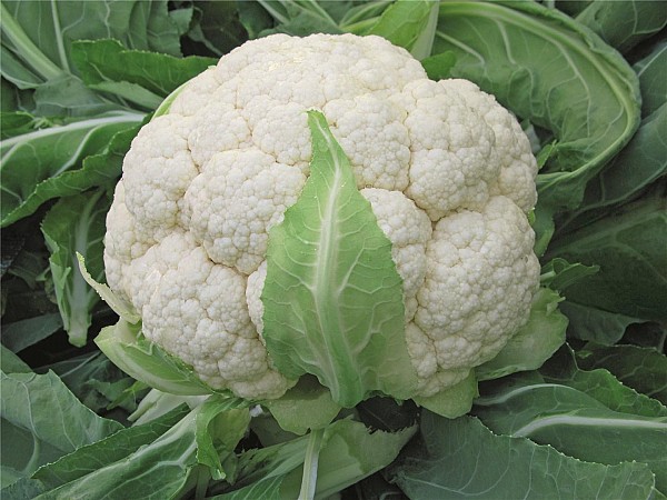 Skywalker Cauliflower Seeds Standard