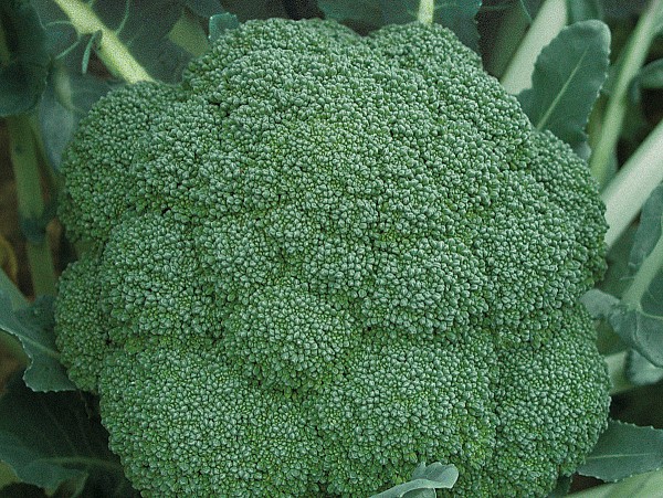 Parthenon Broccoli Seeds 10.000
