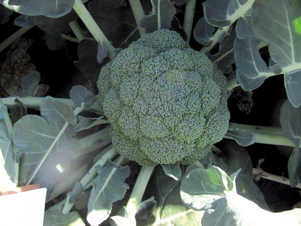 TSX 8011 F1 Broccoli Seeds