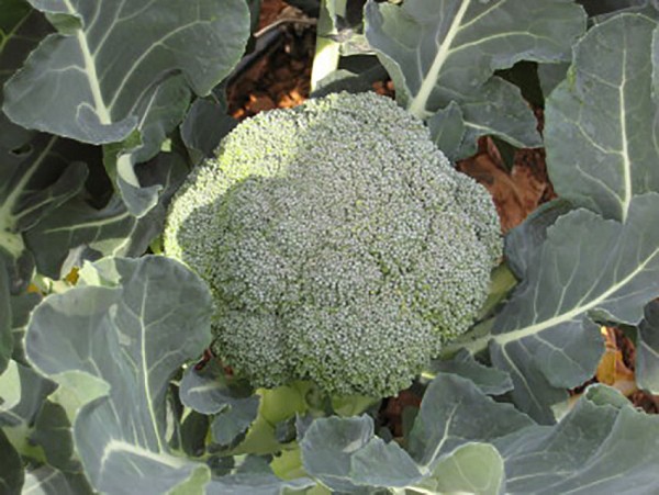 Tirreno Broccoli Seeds