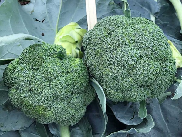 TSX-9056 F1 Broccoli Seeds | BROCCOLI SEEDS | seednet.eu.com