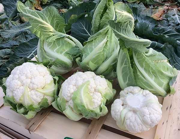 Tesla Cauliflower Seeds Standard