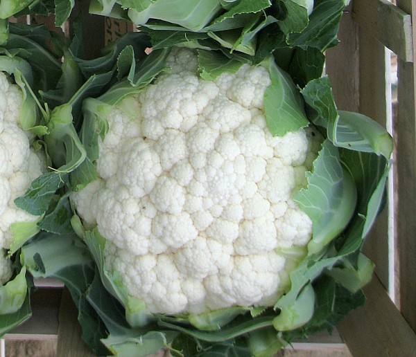Littoral Cauliflower Seeds Standard