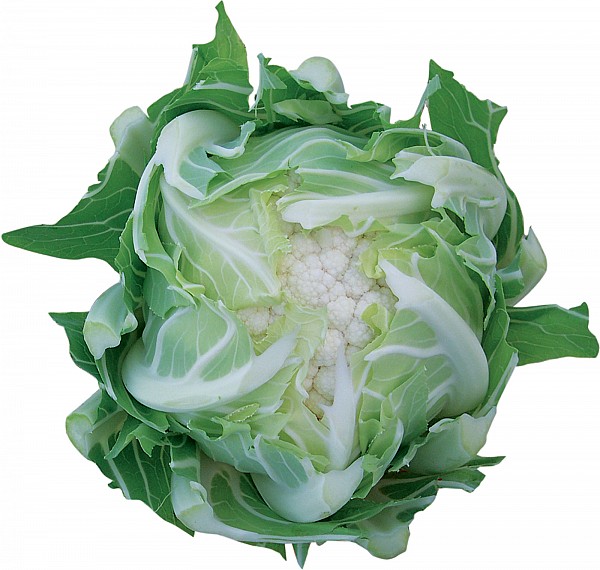Navalo Cauliflower Seeds Standard
