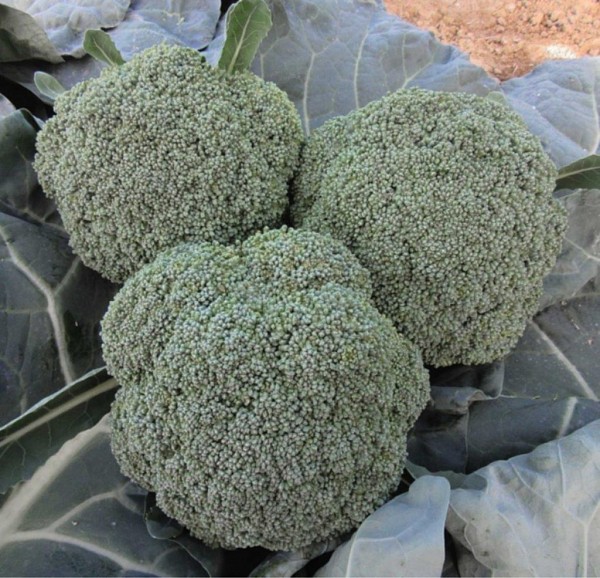 Moycan Broccoli Seeds