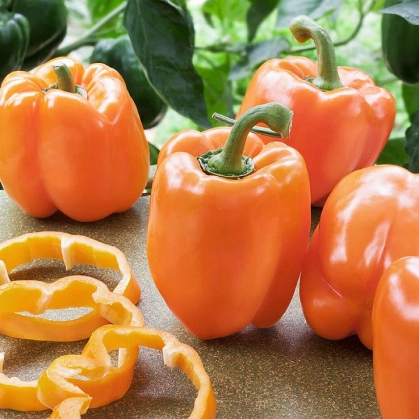 Clementine F1 Pepper Seeds 1000 seeds
