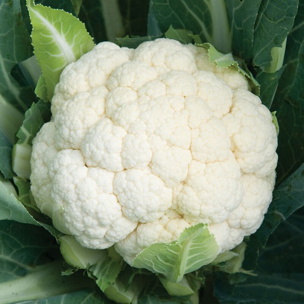 Italis Cauliflower Seeds 2500 seeds