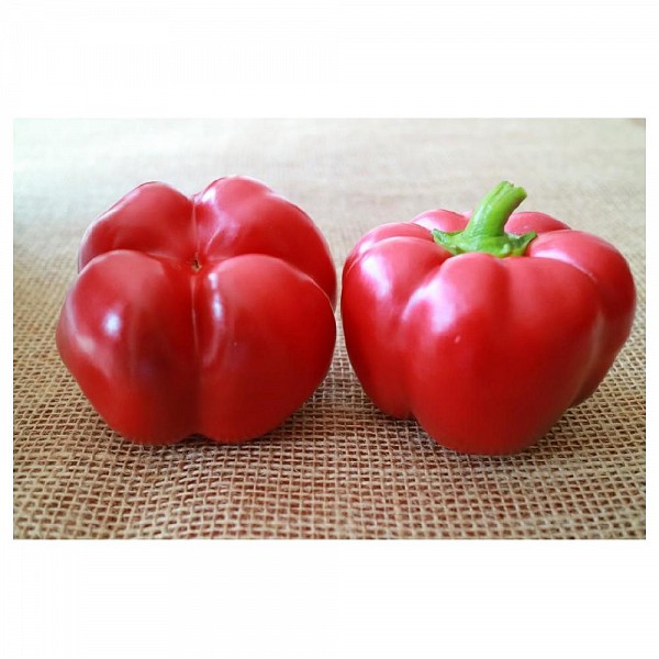 Pritador Pepper Seeds Blocky Green Red