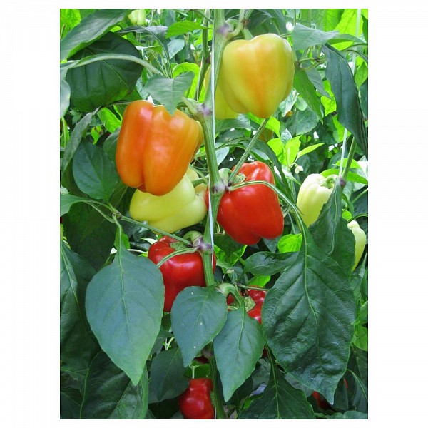 Vanessa Pepper Seeds Blocky Yellow