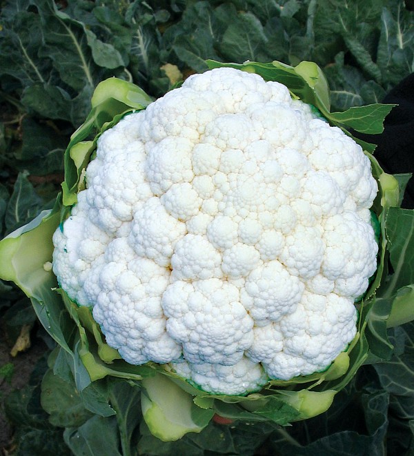 Sloop Cauliflower Seeds Standard