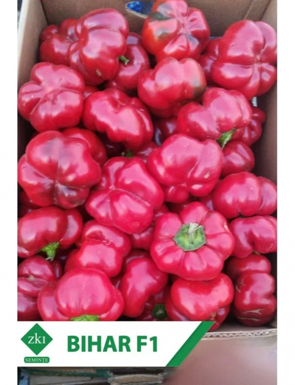 Bihar Pepper Seeds Blocky Green Red