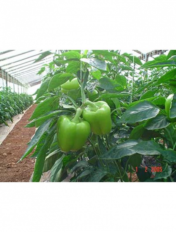Dolmy F1 Pepper Seeds 500 seeds