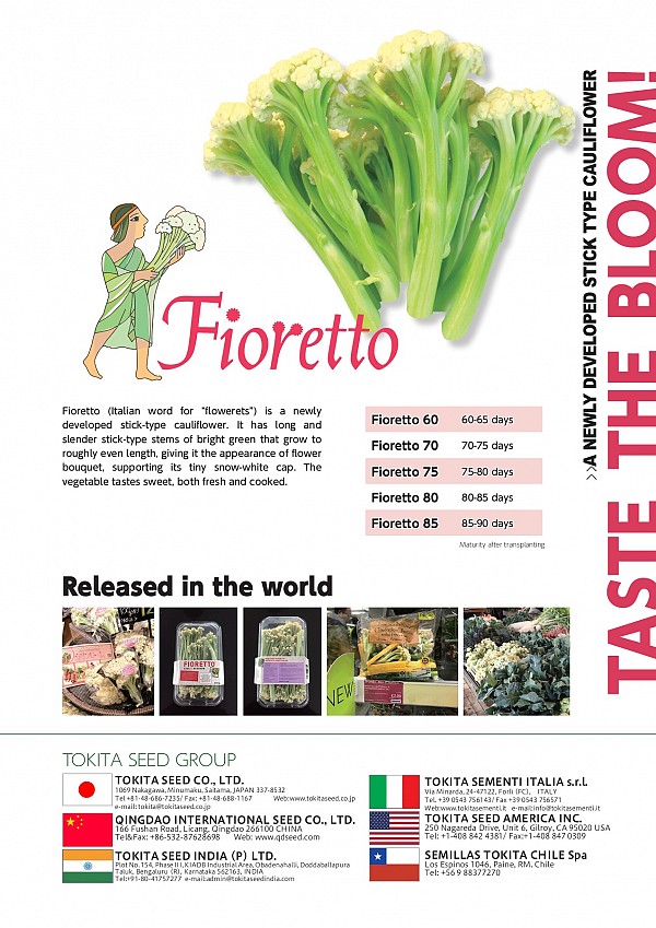 Fioretto 85 Cauliflower Seeds Standard
