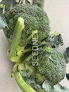 JU-BR316 Broccoli Seeds
