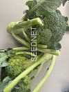 Naxos Broccoli Seeds 10.000
