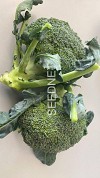 BR212 Broccoli Seeds