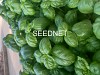 Gervaso(P) F1 Herbs Seeds Basil