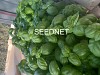 Gervaso(P) F1 Herbs Seeds Basil