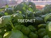 Gervaso(P) F1 Herbs Seeds Basil
