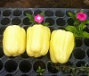 Blancina Pepper Seeds Blocky Creamy