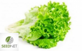 Baby Leaf Seeds Verde Batavia