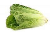 Duna Type Lettuce Seeds 5000 seeds