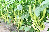 Ph 12330 Pepper Seeds Charleston Sweet