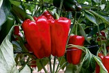 Robinson Pepper Seeds 500 seeds