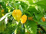 Habanero Yellow Pepper Seeds Hot