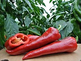 Odiseo Pepper Seeds Kapia Sweet