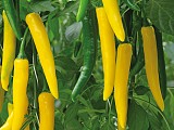 Surtsey F1 Pepper Seeds Hot