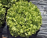 Coriole Lettuce Seeds 5000 seeds