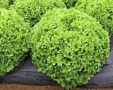 Dragone (P) Lettuce Seeds 5000 seeds