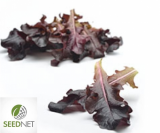 Baby Leaf Seeds Hoja Roble Roja